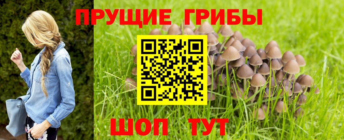 Галлюциногенные грибы Psilocybine cubensis Удомля